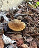 Boletus subtomentosus image