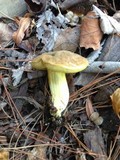 Boletus subtomentosus image