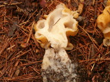 Gyromitra korfii image