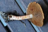 Cortinarius bolaris image