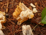 Gyromitra korfii image