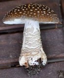 Amanita excelsa image