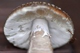 Amanita excelsa image