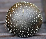 Amanita excelsa image