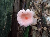 Russula betularum image
