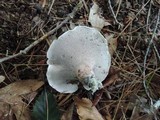 Sarcodon scabrosus image