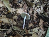 Inocybe lilacina image