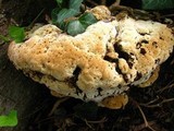 Inonotus dryadeus image