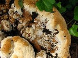Inonotus dryadeus image