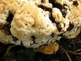 Inonotus dryadeus image