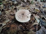 Echinoderma asperum image