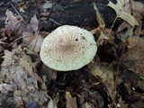 Echinoderma asperum image