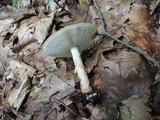 Echinoderma asperum image