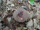 Lactarius corrugis image