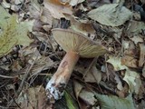 Lactarius corrugis image