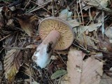 Lactarius corrugis image