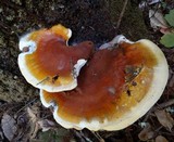 Ganoderma polychromum image