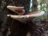 Ganoderma polychromum image