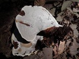 Ganoderma polychromum image