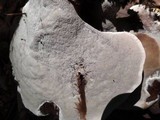 Ganoderma polychromum image