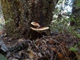 Ganoderma polychromum image