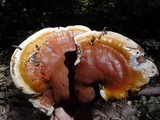Ganoderma polychromum image