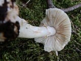 Amanita brunnescens image