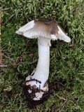 Amanita brunnescens image