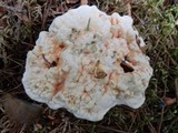 Hydnellum aurantiacum image