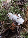 Hydnellum aurantiacum image