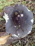 Russula mariae image