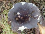 Russula mariae image