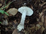 Amanita onusta image