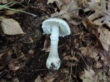 Amanita onusta image