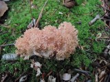 Ramaria rubrievanescens image