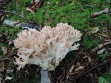 Ramaria rubrievanescens image