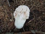 Ramaria cinereocarnea image