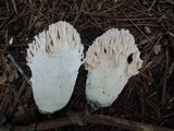 Ramaria cinereocarnea image
