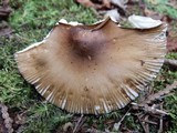 Amanita rhacopus image