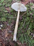 Amanita rhacopus image