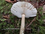Amanita rhacopus image