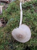 Mycena niveipes image