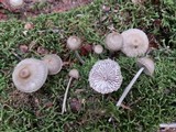 Mycena niveipes image