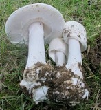 Amanita suballiacea image