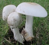 Amanita suballiacea image