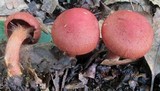 Cortinarius harrisonii image