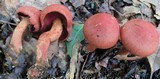 Cortinarius harrisonii image