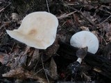 Melanoleuca alboflavida image