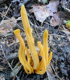 Clavulinopsis aurantiocinnabarina image