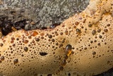 Inonotus dryadeus image